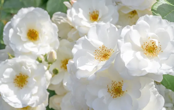 Flowers, roses, briar, white, flowering, rose Bush, the wild rose Bush