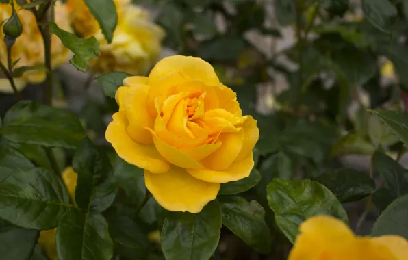 Flower, leaves, flowers, rose, roses, garden, yellow