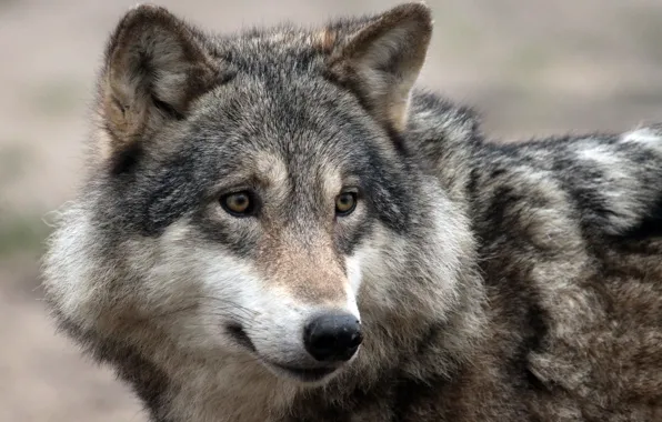 Face, grey, wolf, wool