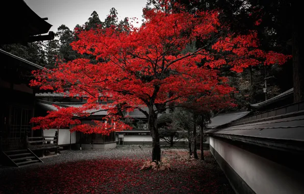 Autumn, leaves, house, tree, Japan, yard, the crimson