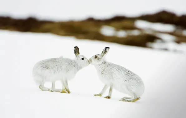 Winter, snow, Scotland, rabbits, hare white