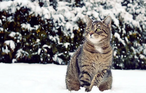 Picture winter, cat, look, snow, looks