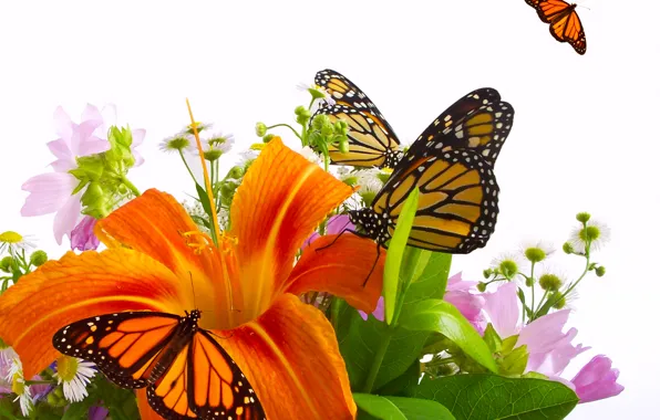 Picture butterfly, flowers, Lily, orange, bouquet