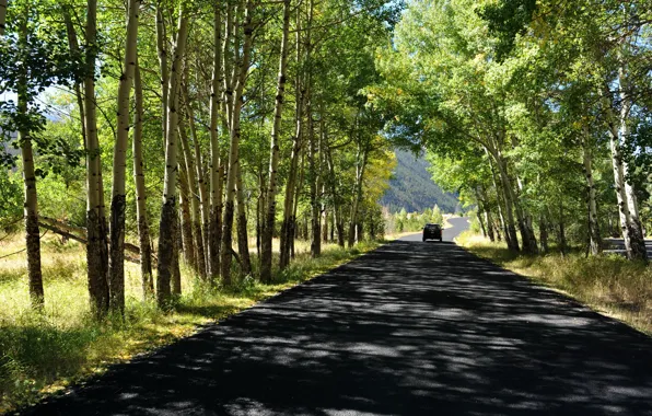 Road, summer, trees