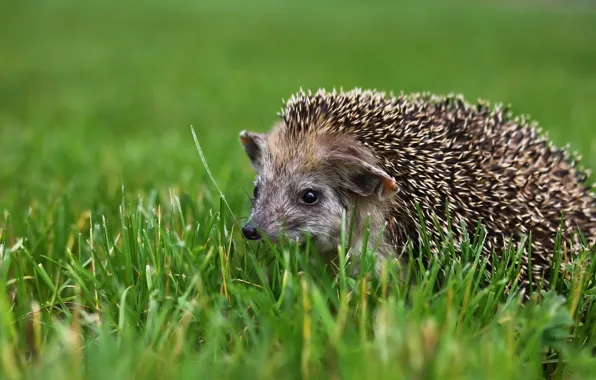 Picture greens, background, hedgehog, weed