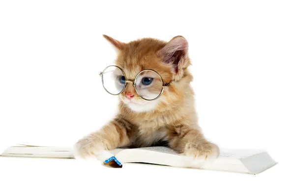 Picture cat, glasses, book, kitty