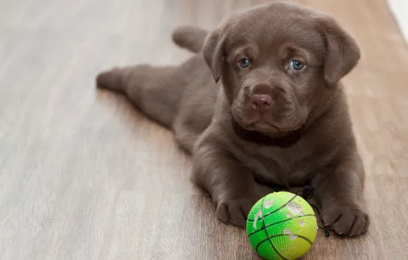 Look, each, the ball, floor, puppy, Labrador