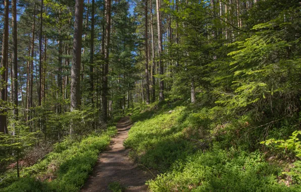 Forest, summer, trees, path