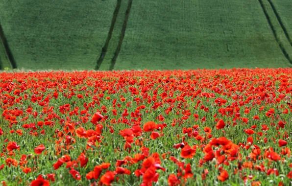 Field, flowers, strip, Maki, track, green, landing, poppy field