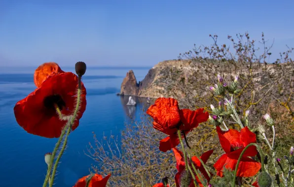 Picture the sky, flowers, red, blue, Maki