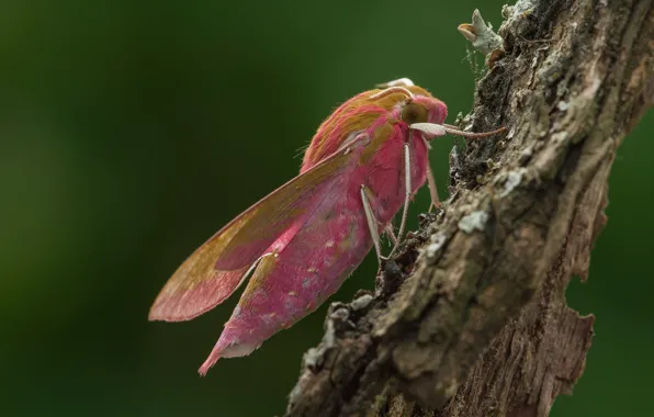 Macro, green, background, tree, pattern, pink, butterfly, profile