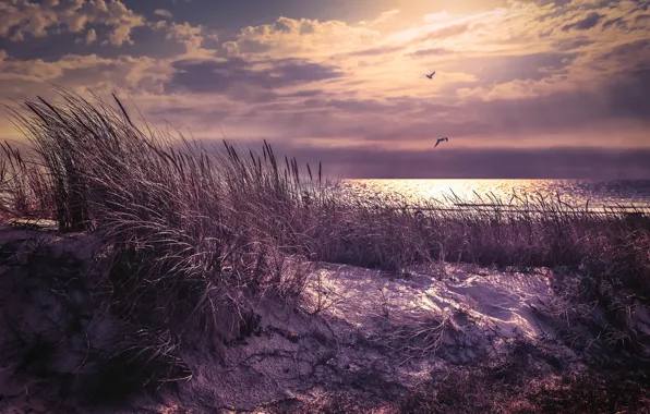 Sea, bird, shore