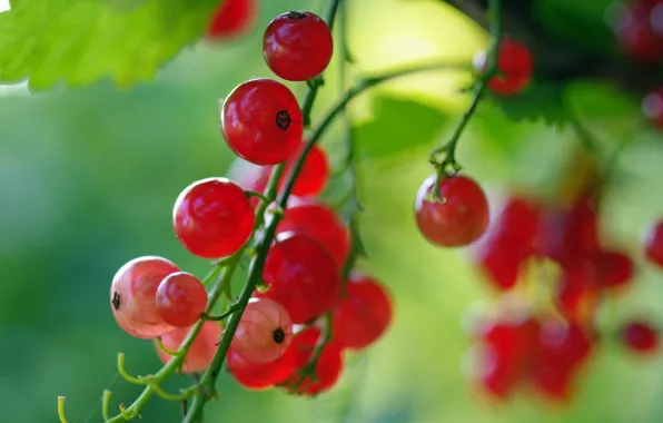 Macro, nature, berries, beauty, positive, harvest, currants, vitamins
