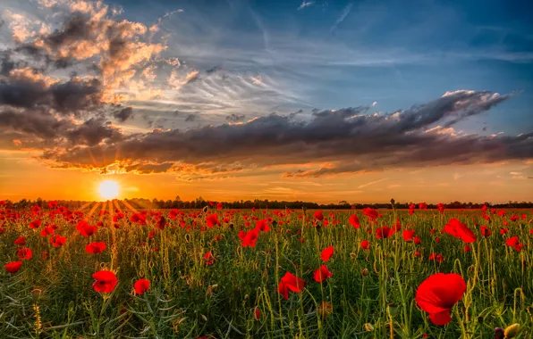 Picture field, the sun, sunset, flowers, nature, photo, dawn, Maki