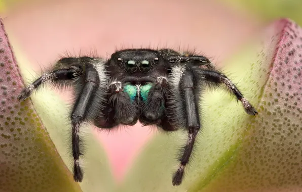 Flower, plant, spider, jumper, jumper