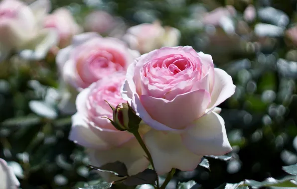 Picture light, glare, roses, blur, garden, gentle, pink, buds