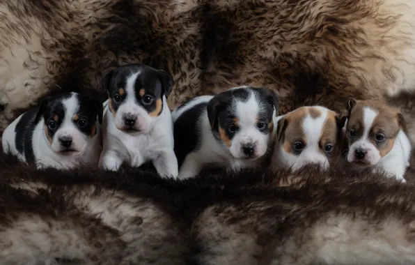 Dogs, puppies, fur