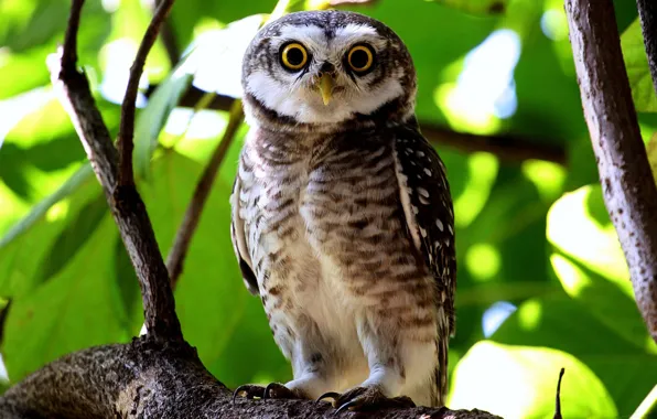 Picture look, leaves, owl, branch