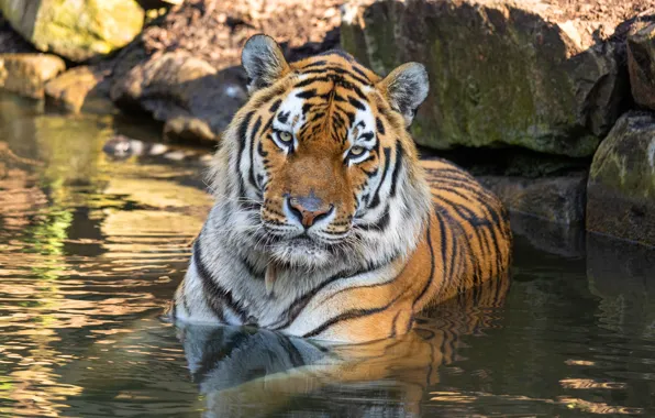 Picture look, face, water, light, tiger, stones, bathing, pond