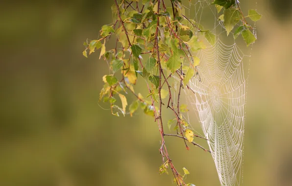 Autumn, web, branch
