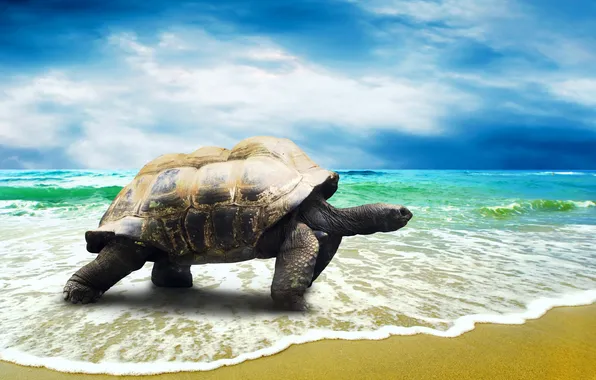Sand, sea, turtle, surf