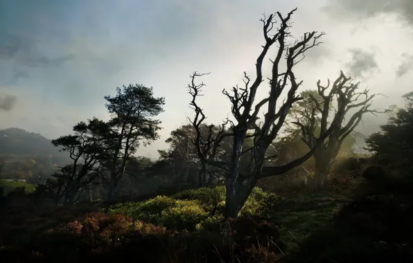The sky, light, trees, branches, fog, tree, vegetation, slope