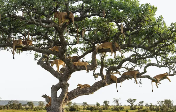Tree, stay, lioness, pride