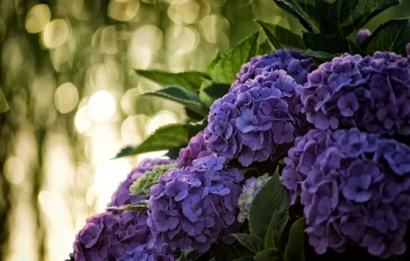 Picture macro, inflorescence, hydrangea