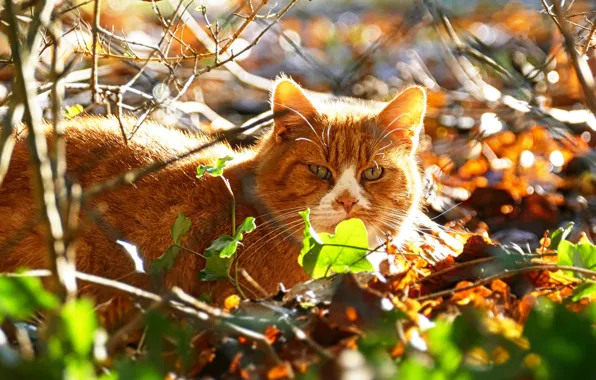 Picture autumn, cat, cat, look, face, leaves, light, branches