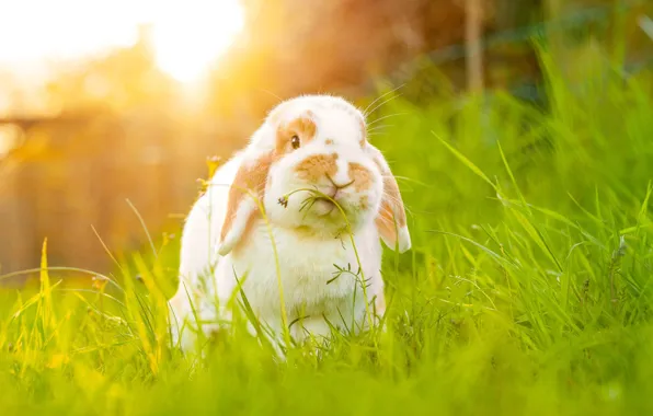 Greens, white, grass, light, nature, glade, rabbit, fold