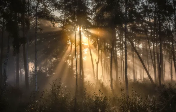 Forest, the sun, rays, light, trees, fog