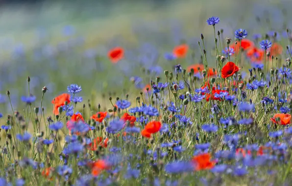 Field, summer, flowers, background, glade, Maki, meadow, red