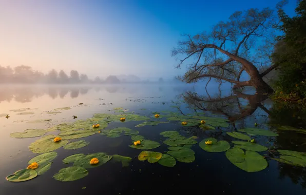 Lake, tree, shore, water lilies