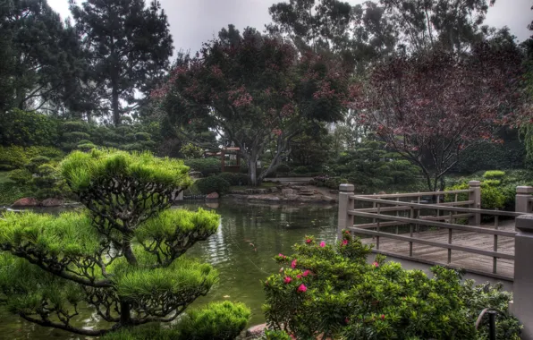 Nature, park, tree