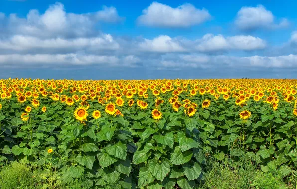 Field, the sky, grass, leaves, the sun, clouds, sunflowers, flowers