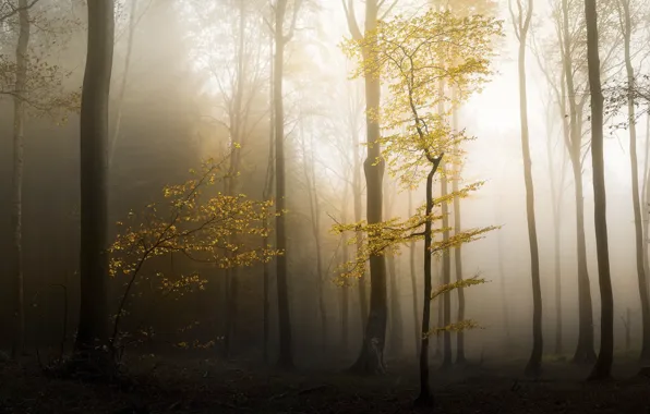 Autumn, forest, nature, haze
