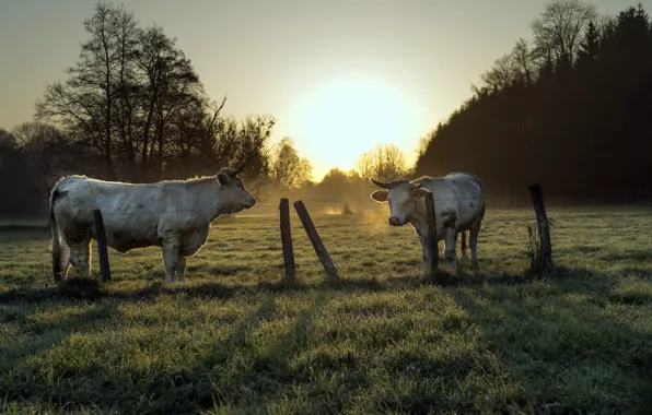 The fence, morning, cattle