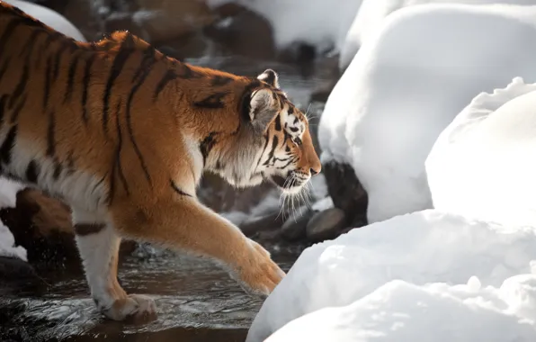 Picture cat, snow, tiger, stream, profile, Amur