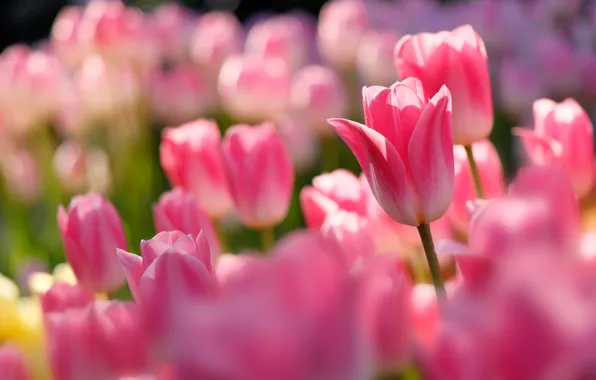 Tulips, pink, buds, bokeh