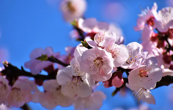 The sky, light, flowers, branches, cherry, spring, Sakura, pink