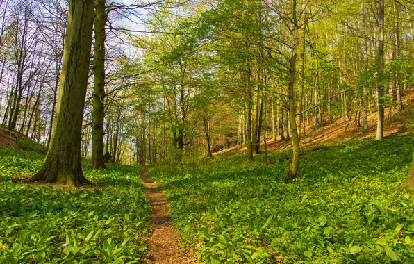 Forest, grass, trees, spring, slope, path