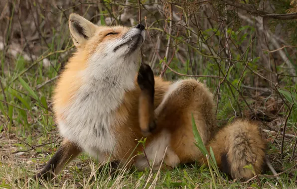 Grass, nature, Fox, Fox