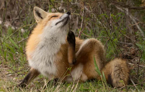 Picture grass, nature, Fox, Fox