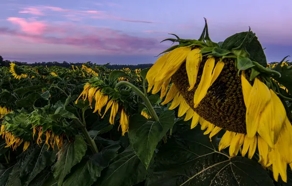 Sunflowers, nature, the evening