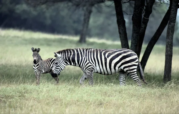 Family, Zebra, zebra