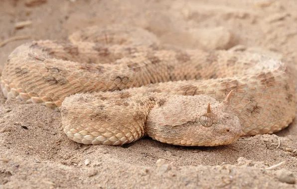 Sand, snake, scales, disguise