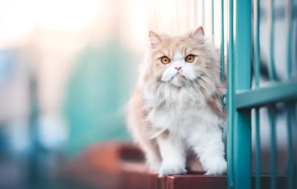 Cat, cat, look, face, kitty, door, red, rods