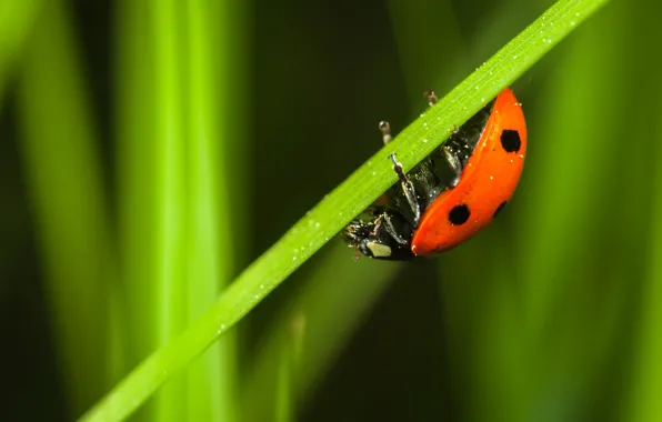 Macro, Plant, Plants, Ladybug, Beautiful, Little, Insect, Macro