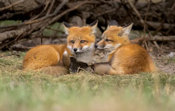 Stay, glade, Fox, lie, cubs, two Fox