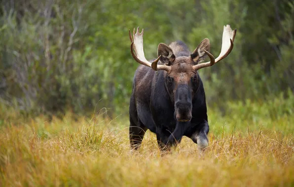 Picture greens, forest, grass, look, face, nature, glade, horns